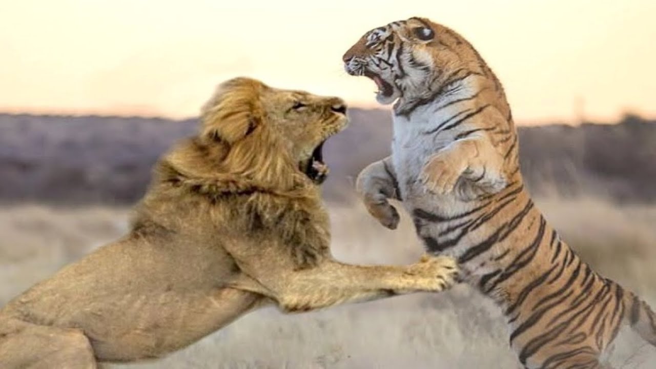 🐅 Bengal Tiger vs 🦁 African Lion: See Who Wins