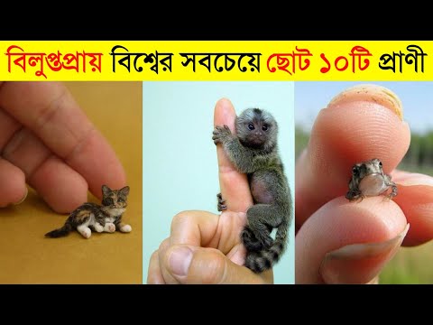 ভিডিও: এটি কী - বিশ্বের সবচেয়ে ছোট প্রাণী?