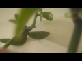 Размножение  орхидеи черенкованием.Июнь,выводы,вспомним процесс
