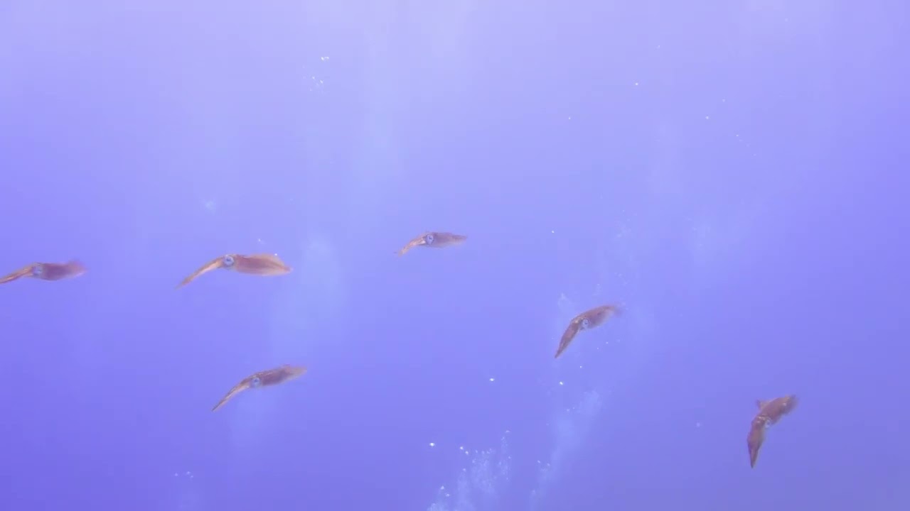 Discover underwater colorful fish 