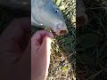 #fishing #рыбалка #рыбалканаозере #carp