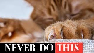 Save Your Cat's Paws: Alternatives to Declawing a Cat