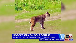 Bobcat spotted on the roof of an East El Paso house