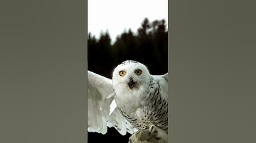 Cú mèo và khả năng bay không tiếng động [Phần 1] #short #shorts #viralshorts #jungleanimals