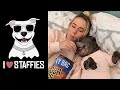 NEW Staffordshire Bull Terrier Video Compilation (CUTE & FUNNY MOMENTS) | STAFFY LOVE 💕