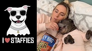 NEW Staffordshire Bull Terrier Video Compilation (CUTE & FUNNY MOMENTS) | STAFFY LOVE