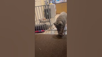 When your dogs broken! #bulldog #englishbulldog #fyp #dog #funnydogs