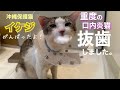 ［緊急保護］#12（再）瀕死だった『イケジ』ついに抜歯と去勢手術が終わりました！#沖縄#野良猫#みぱね