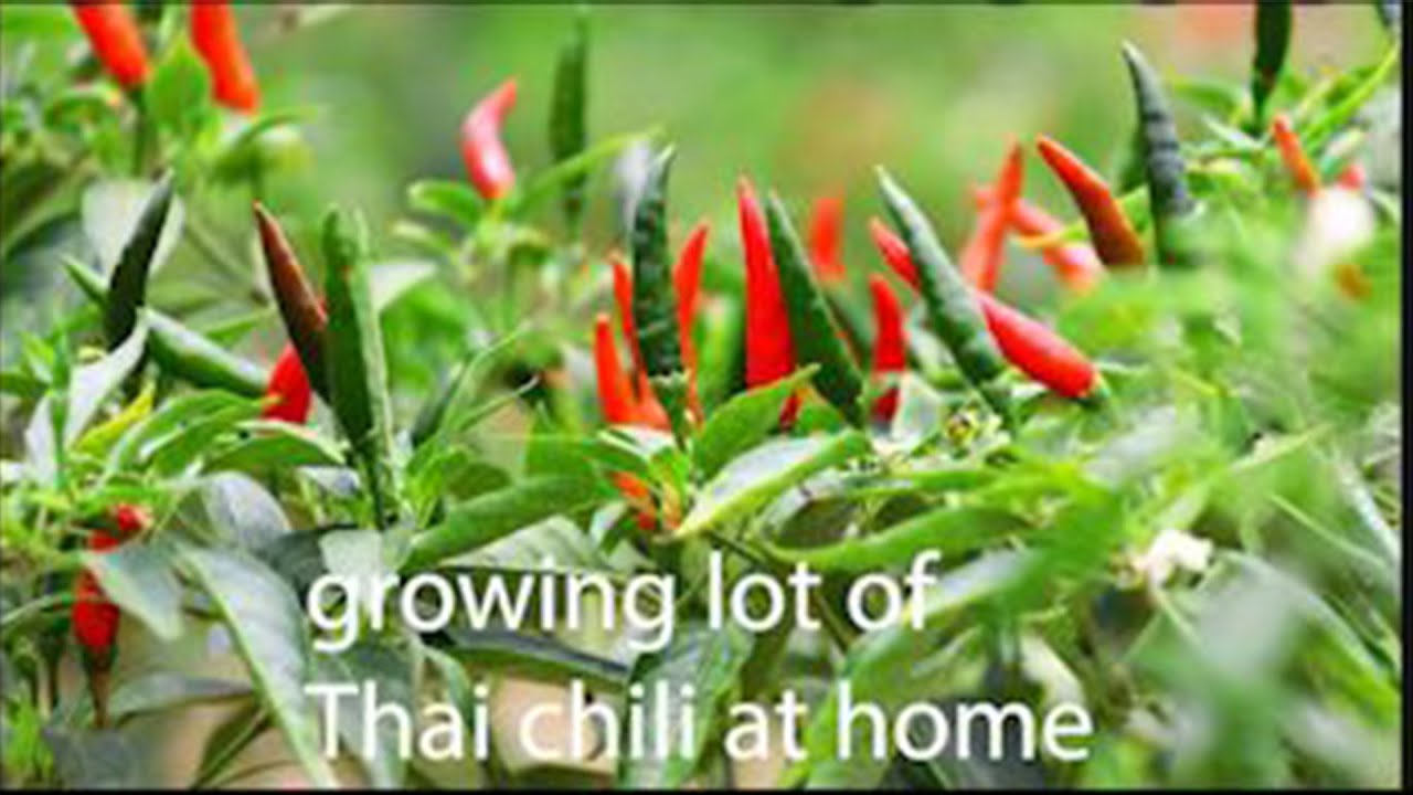 Growing Thai Chili at Home from Fresh Chili Peppers YouTube