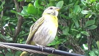 Canário da terra você já viu o canário da terra cantar como este 181