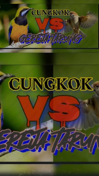 cungkok vs gereja tarung #kicaumania #burung #kenari #cungkok #gerejatarung