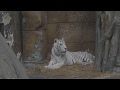 Белая тигрица Кали,  Московский зоопарк.