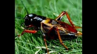 SUARA JANGKRIK,GEMERICIK AIR DAN BURUNG