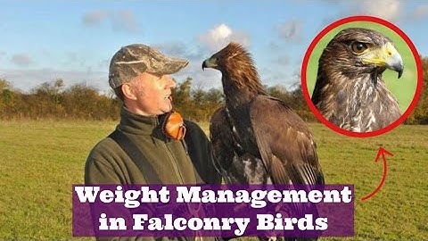 Weight Management / Flying Weights In Harris’ Hawks & Other Birds of Prey!