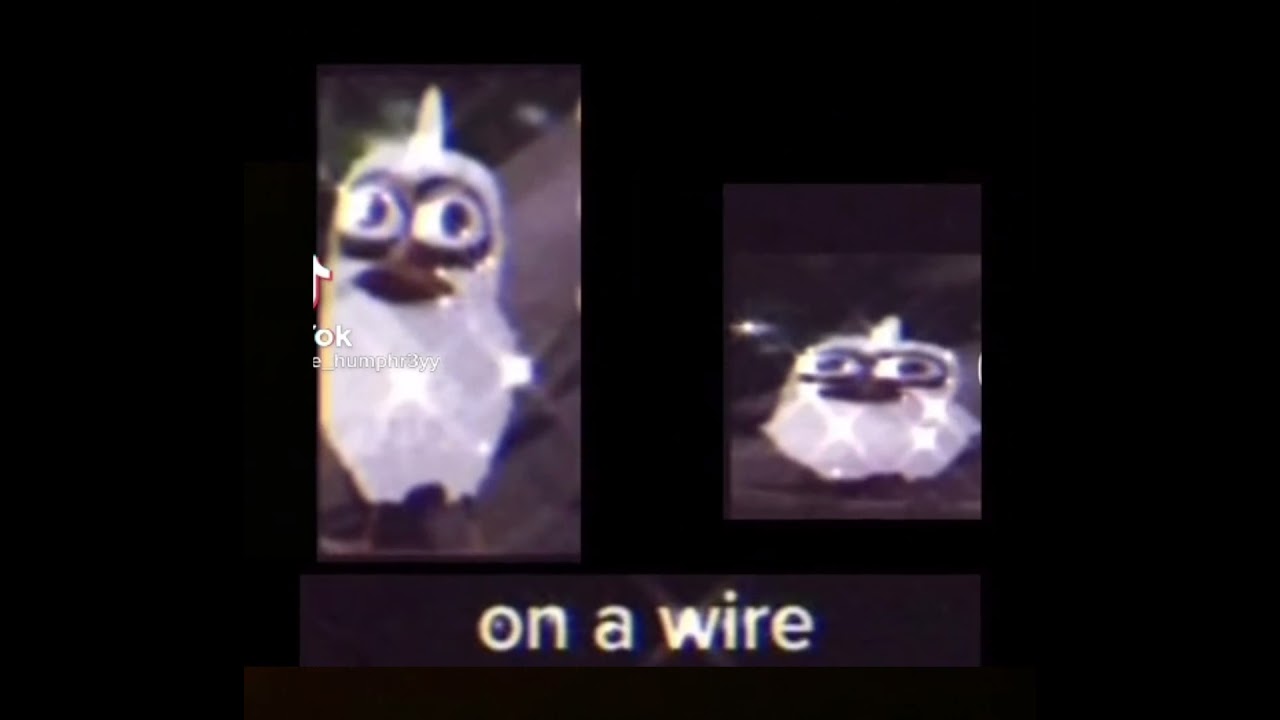 Two birds on a wire (Tik Tok meme) YouTube