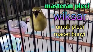 masteran pleci wiksar untuk pancingan pleci macet bunyi