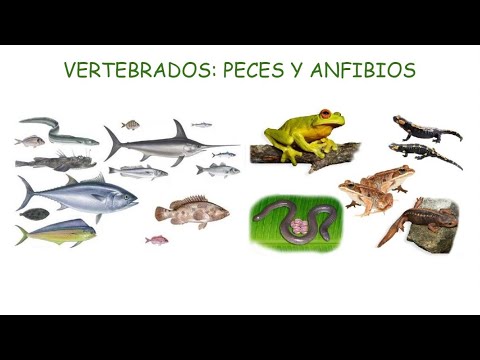 Pinchazo Integrar Mes VERTEBRADOS PECES Y ANFIBIOS - YouTube