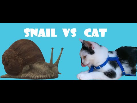 Cat VS Snail! FULL VERSION. 고양이 대 달팽이 Котёнок vs Улитка. 猫対カタツムリ - YouTube