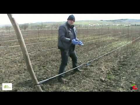 გაკვეთილი #8 - საყრდენი სისტემების მოწყობა უეკლო მაყვლის და ჟოლოს ბაღებში