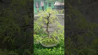 Tamarind?@jvbons bonsaiphilippines bonsai reels ytshorts fyp