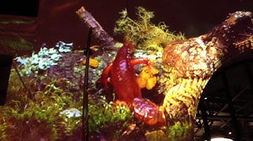 Salamander and worms on the Exploratorium