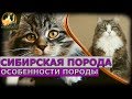 Сибирская порода - особенности породы