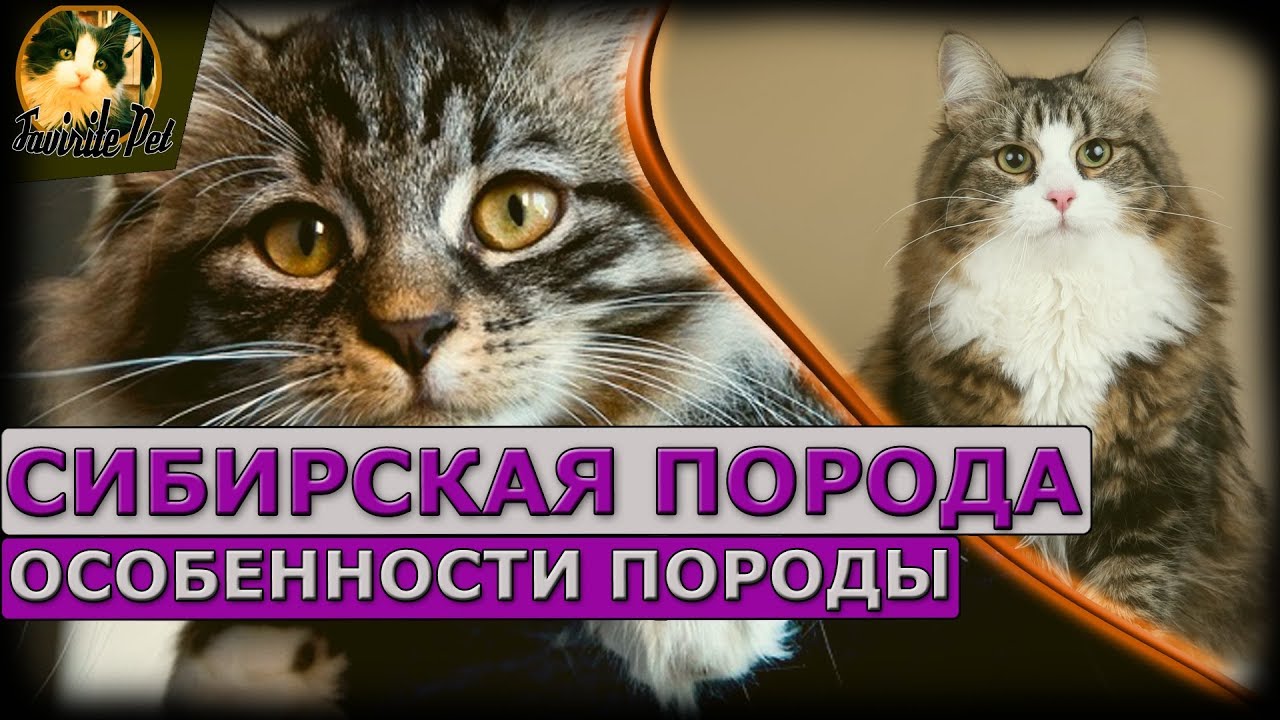 Сибирская порода - особенности породы