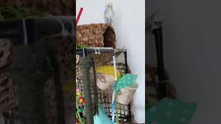 Diy Bird Play Gym