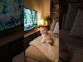 This Kitten Watched TV Until It Fell Asleep 😴🐱 #shorts  #aivideo