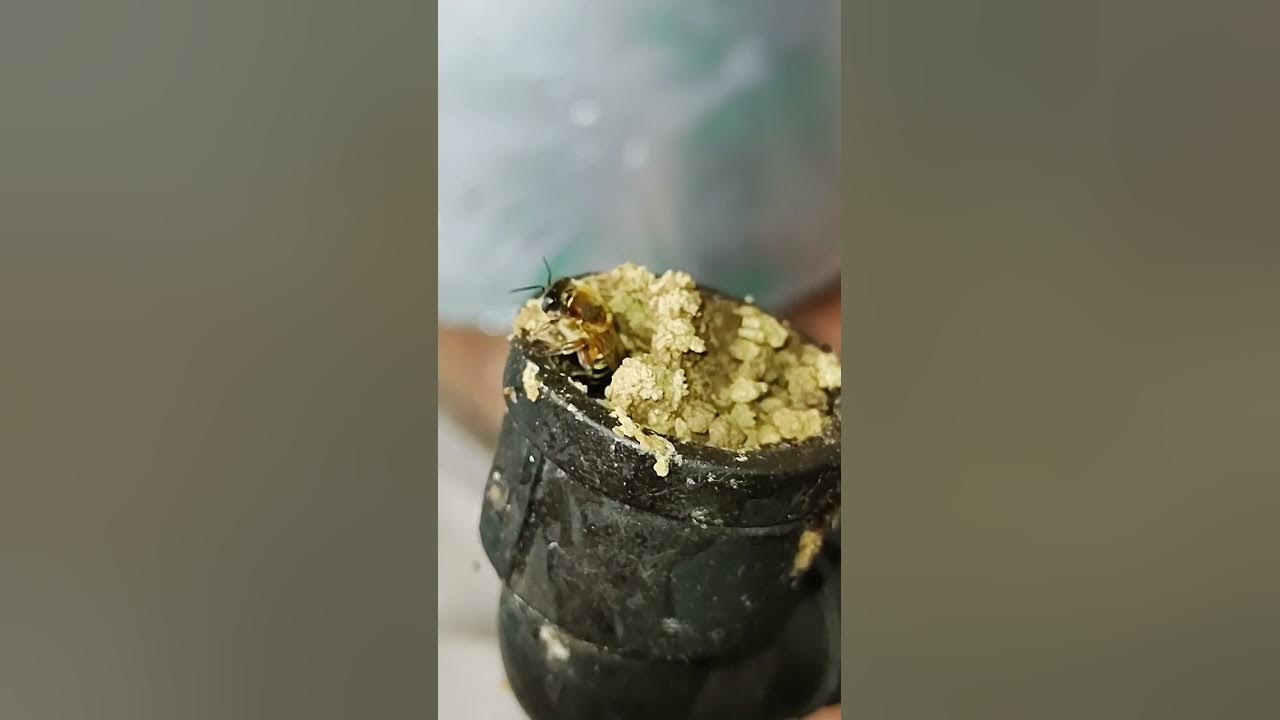 Melipona quinquefasciata YouTube