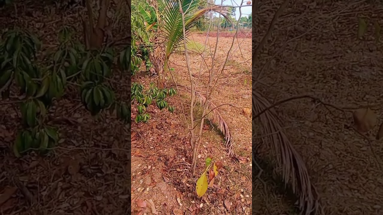 ไม่ถึงปี 