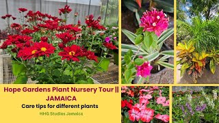 Hope Gardens Plant Nursery Tour || JAMAICA - Care Tips for Different Plants