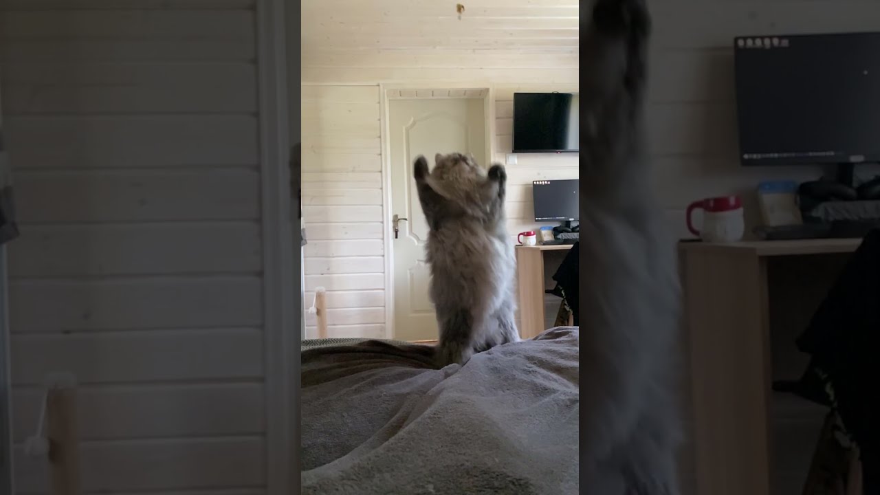 Extra Fluffy Cat Fails The Catch ViralHog