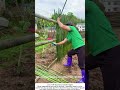 DIY Bamboo Fence – Building a Natural Garden Barrier 🎋