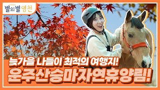 영천에 이렇게 아름다운 가을 나들이 스팟이?!｜별의별 영천 ep.10