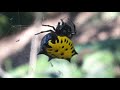 Araña Panadera Gasteracantha cancriformis.