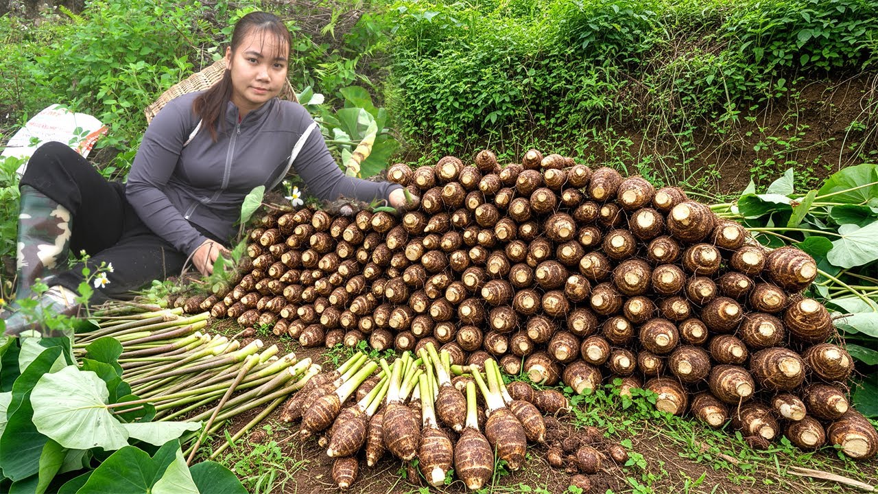 Single Mom Struggles: A Hard Day Harvesting Taro to Earn Living