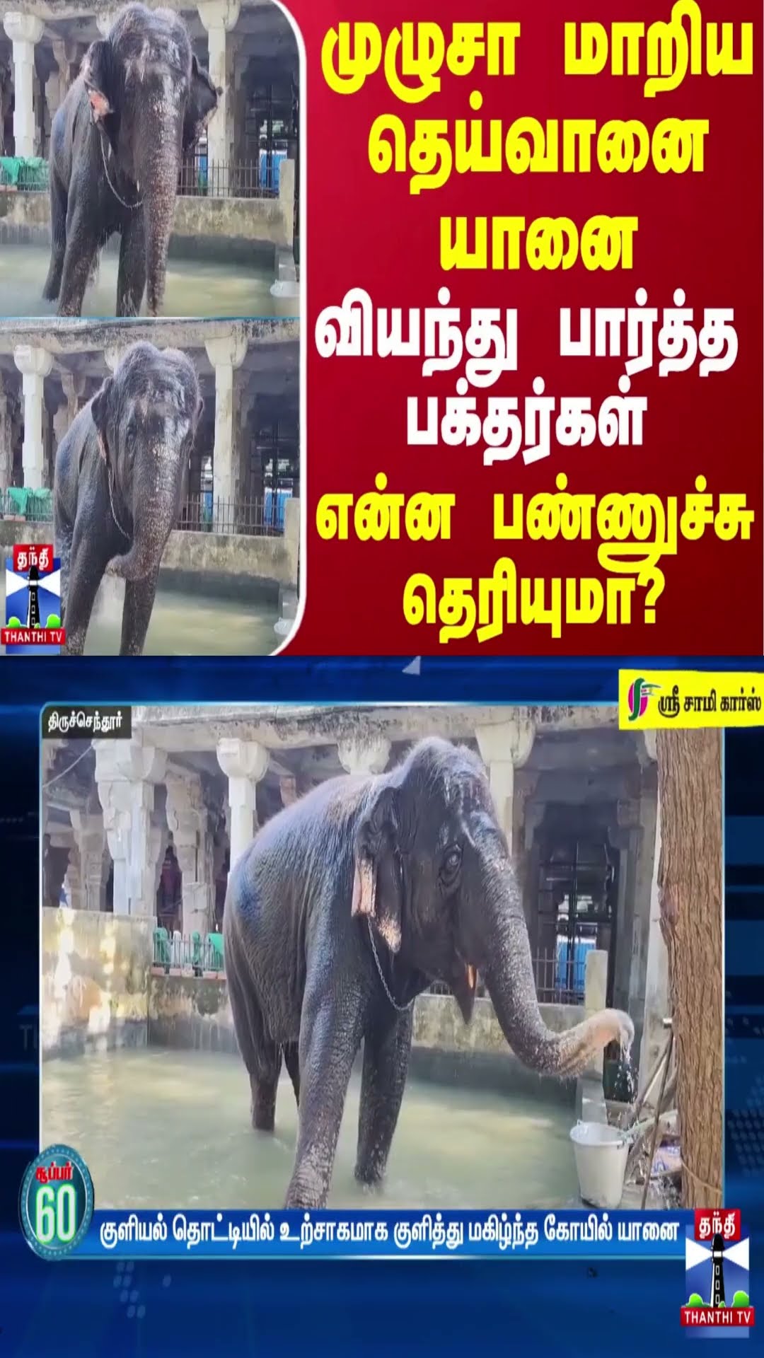 முழுசா மாறிய தெய்வானை யானை.. வியந்து பார்த்த பக்தர்கள் - என்ன பண்ணுச்சு தெரியுமா?