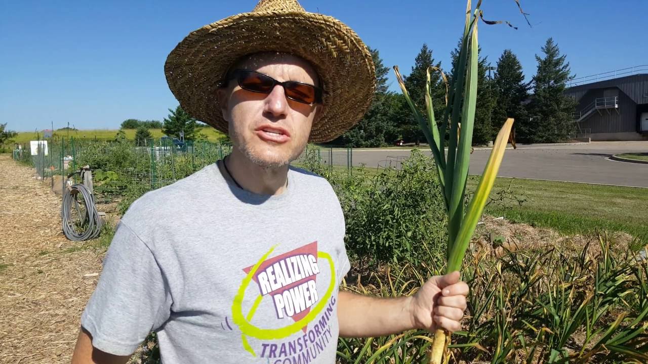 How to harvest garlic - YouTube