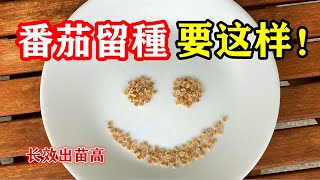 番茄留种有门道，保存时间长，质量最好，发芽率最高 / How to Save Tomato Seeds to Grow Next Year【种菜养花】