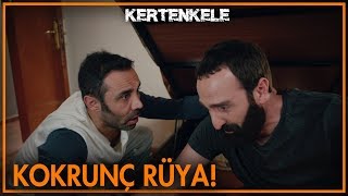 Korkunç rüya! - Kertenkele