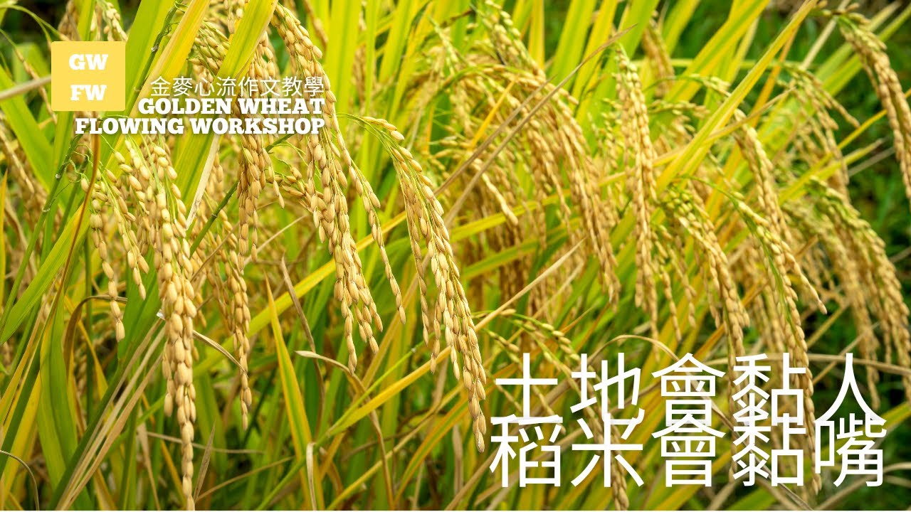 會黏人的土地，會黏人的稻米（ 療癒 感恩 珍惜）