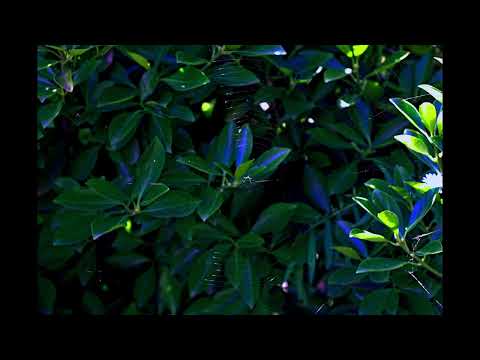 Peter Gregson - Softly Falling