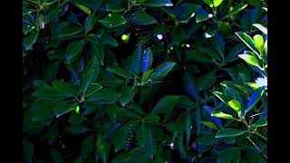 Peter Gregson - Softly Falling