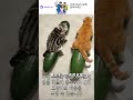 작은 고양이도 자신만의 커다란 썬더 멜론을 가지고 있어요 #shorts #fyp #viral #review #catfunny #animalfunny #trending