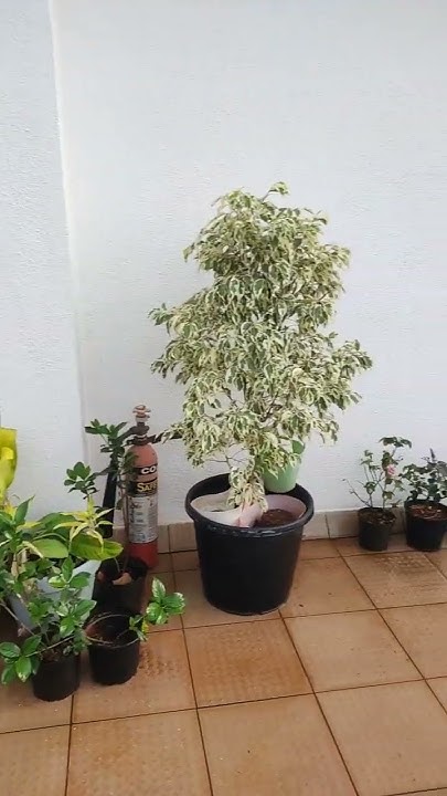 Garden #mania - YouTube