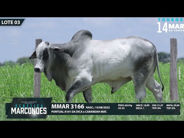 LOTE 03   MMAR 3166