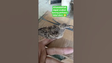 burung perkutut lokal alam #burung #fajarhobiburung #kicaumania #kungmania #perkutut #birds
