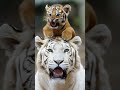 "Is Mom’s Head the Best Seat Ever? #tiger#shorts#nature#funny#cute