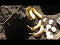 Using Eggs and Bananas as Organic Fertilizer for Tomato Plants: Using Compost Holes 1of3